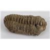 Image 2 : Moroccan Fossil Trilobite