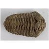 Image 3 : Moroccan Fossil Trilobite