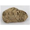Image 1 : Moroccan Fossil Trilobite
