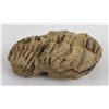 Image 2 : Moroccan Fossil Trilobite