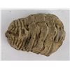 Image 3 : Moroccan Fossil Trilobite