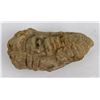 Image 1 : Moroccan Fossil Trilobite