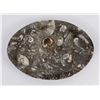 Image 1 : Ammonite Fossil Plate