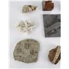 Image 2 : Fossil and Mineral Specimens