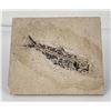 Image 1 : Green River Formation Fish Fossil