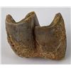 Image 1 : Ancient Fossil Tooth