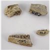 Image 2 : Group of Fossil Teeth