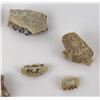 Image 3 : Group of Fossil Teeth