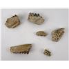 Image 4 : Group of Fossil Teeth