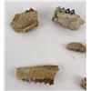 Image 5 : Group of Fossil Teeth