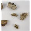 Image 6 : Group of Fossil Teeth
