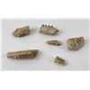 Image 7 : Group of Fossil Teeth