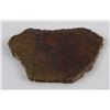 Image 2 : Slice of Fossil Dinosaur Bone