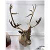 Image 1 : Large Alaskan Taxidermy Caribou