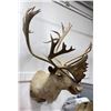 Image 2 : Large Alaskan Taxidermy Caribou