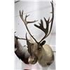 Image 3 : Large Alaskan Taxidermy Caribou