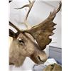 Image 4 : Large Alaskan Taxidermy Caribou