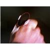Image 8 : Halloween H20: 20 Years Later (1998) - Michael Myers Prop Butcher Knife