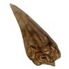 Image 1 : Jurassic World (2015) - Screen Used Indominus Rex Tooth