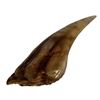Image 2 : Jurassic World (2015) - Screen Used Indominus Rex Tooth