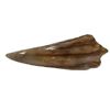 Image 4 : Jurassic World (2015) - Screen Used Indominus Rex Tooth