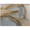 Image 3 : Group of 3 shark teeth molds