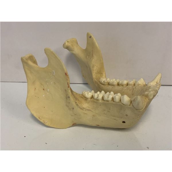 Bottom animal jaw bone resin mold