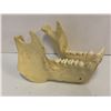 Image 1 : Bottom animal jaw bone resin mold