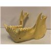 Image 2 : Bottom animal jaw bone resin mold