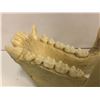 Image 3 : Bottom animal jaw bone resin mold
