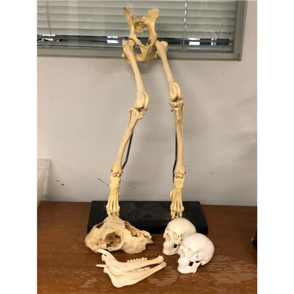 Group of special effect industry bones - 2 resin composite baby skulls/ resin composite animal legs 