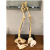 Image 1 : Group of special effect industry bones - 2 resin composite baby skulls/ resin composite animal legs 