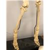 Image 2 : Group of special effect industry bones - 2 resin composite baby skulls/ resin composite animal legs 