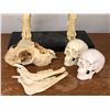 Image 3 : Group of special effect industry bones - 2 resin composite baby skulls/ resin composite animal legs 