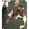 Image 1 : Full caribou hide
