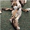 Image 2 : Full caribou hide