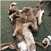 Image 3 : Full caribou hide