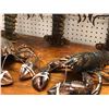 Image 2 : "Motherland: Fort Salem" - 5 large lobster props