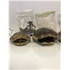 Image 4 : Box lot of Turtle shells/small skulls & Tarantula skin