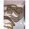 Image 3 : Cow Jaws & Antlers
