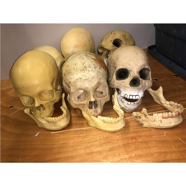 Group of 6 Prop Skulls