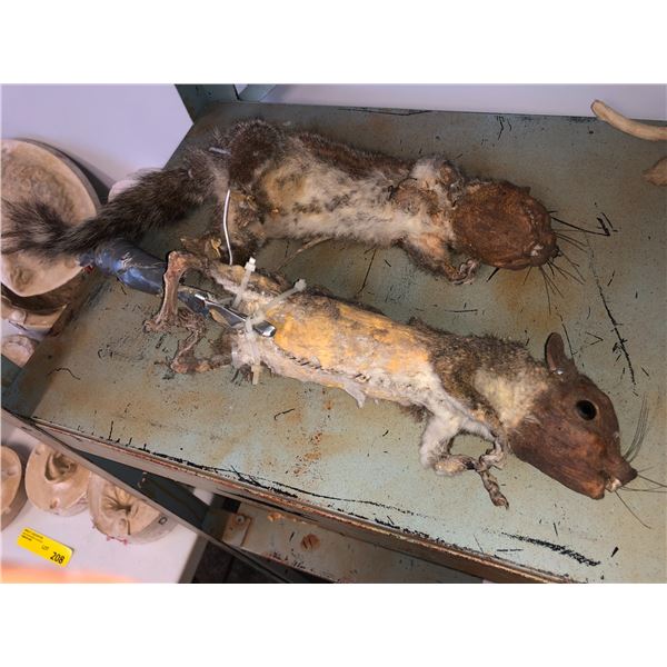 "Sausage Party" - Group of 2 Animatronic Squirrels
