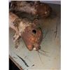 Image 2 : "Sausage Party" - Group of 2 Animatronic Squirrels