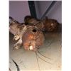 Image 3 : "Sausage Party" - Group of 2 Animatronic Squirrels