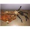 Image 2 : Automated Burnt Skeleton Hand from movie set
