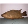 Image 3 : Group of 3 prop fish from movie set - 1 Animatronic