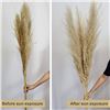 Image 2 : LOT OF 3 X 4FT LENGTH PAMPAS GRASS STEMS