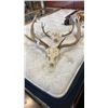 Image 1 : 2 DEER SKULLS WITH ANTLERS