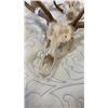 Image 8 : 2 DEER SKULLS WITH ANTLERS