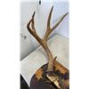 Image 10 : ANTLERS ON MOUNT AND FISHING VEST